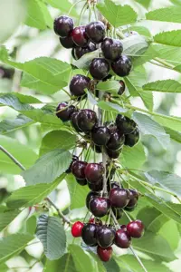 Prunus avium 'Kordia' - DOUBLE U-SHAPE C30 - image 2