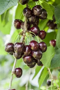 Prunus avium 'Kordia' - DOUBLE U-SHAPE C30 - image 3