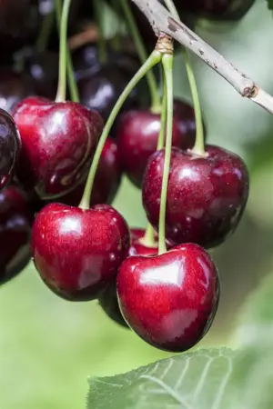 Prunus avium 'Kordia' - DOUBLE U-SHAPE C30 - image 4