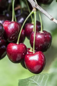 Prunus avium 'Kordia' - DOUBLE U-SHAPE C30 - image 4