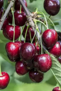 Prunus avium 'Kordia' - DOUBLE U-SHAPE C30 - image 5