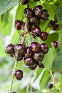 Prunus avium 'Kordia' - STD 8-10 CM CONT     - image 3