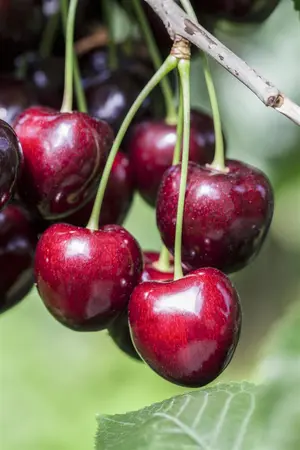 Prunus avium 'Kordia' - STEM 120 CM, GIRTH 10-12 CM C20 - image 4
