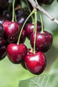 Prunus avium 'Kordia' - STEM 120 CM, GIRTH 10-12 CM C20 - image 4