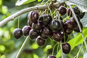 Prunus avium 'Kordia'