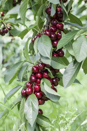 Prunus avium 'Lapins' - 7L pot/2 yr bush - image 1