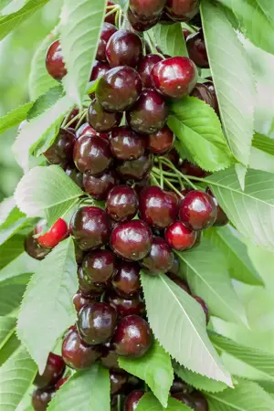 Prunus avium 'Lapins' - 7L pot/2 yr bush - image 2