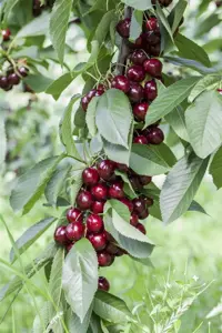 Prunus avium 'Lapins' - 1/2 STDS C10 - image 1