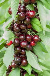 Prunus avium 'Lapins' - 1/2 STEM GIRTH 14-16 CM C35 - image 2
