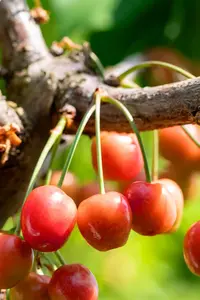 Prunus avium 'Lapins' - C5 - BUSH - image 4