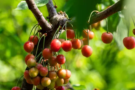 Prunus avium 'Lapins' - C5 - BUSH - image 3