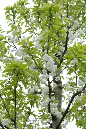 Prunus avium 'Plena' - 100-125 CM C12 - image 1