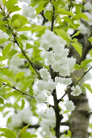 Prunus avium 'Plena' - 250-300 CM FTH WHIP C15 - image 2