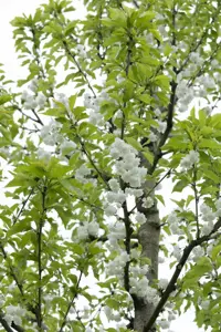 PRUNUS avium PLENA