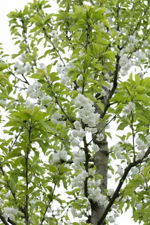 Prunus avium 'Plena' - MULTISTEM 200-250 CM C35 - image 1