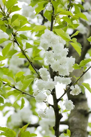 Prunus avium 'Plena' - MULTISTEM 200-250 CM C35 - image 2