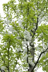 Prunus avium 'Plena' - MULTISTEM 175-200 CM C25 - image 5