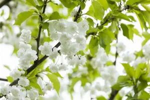Prunus avium 'Plena' - 250-300 CM FTH WHIP C15 - image 3