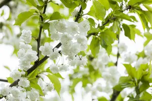 Prunus avium 'Plena' - 175-200 CM FTH WHIP C10 - image 3