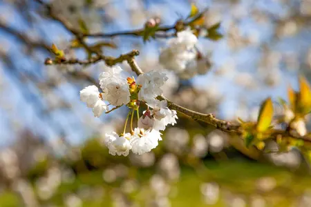 Prunus avium 'Plena' - 175-200 CM FTH WHIP C10 - image 5