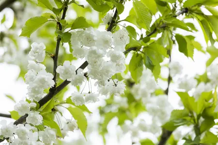 Prunus avium 'Plena' - MULTISTEM 200-250 CM C35 - image 3