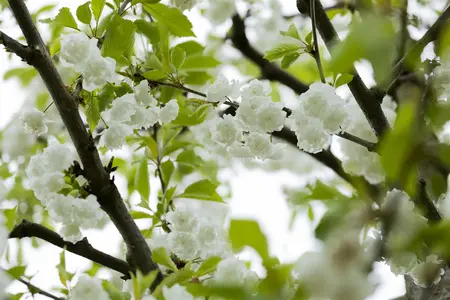 Prunus avium 'Plena' - MULTISTEM 200-250 CM C35 - image 4