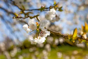 Prunus avium 'Plena' - MULTISTEM 200-250 CM C35 - image 5