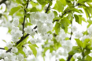 Prunus avium 'Plena' - MULTISTEM 175-200 CM C25 - image 3