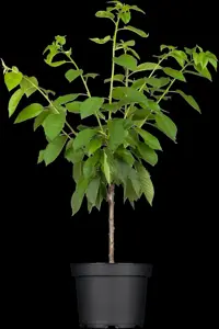 Prunus avium 'Pollux' - 1/2 STD, GIRTH 10-12 CM BR - image 2