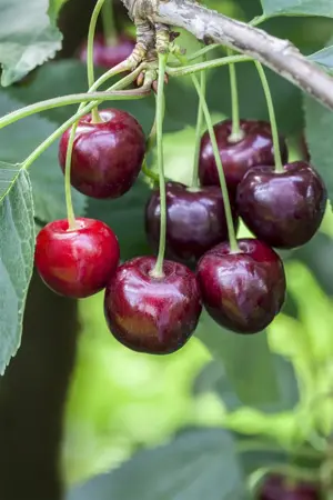 Prunus avium 'Regina' - 7L pot/2 yr bush - image 4
