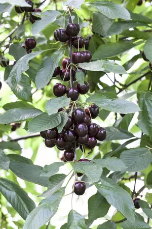 Prunus avium 'Regina' - 1/2 STEM, GIRTH 10-12 CM C25 - image 2
