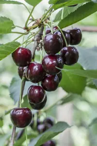 Prunus avium 'Regina' - patio