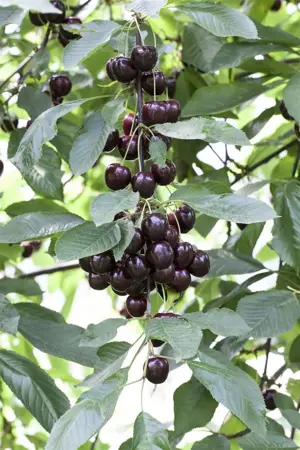 Prunus avium 'Regina' - patio - 4 Ltr pot - image 2