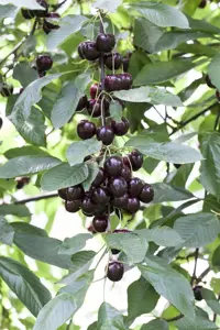 Prunus avium 'Regina' - patio - 4 Ltr pot - image 2