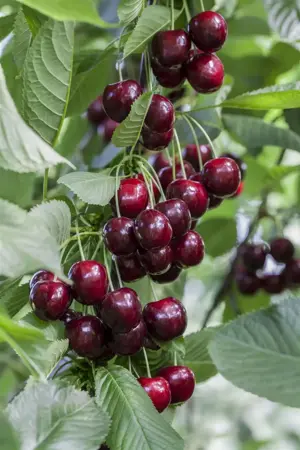 Prunus avium 'Regina' - patio - 4 Ltr pot - image 3