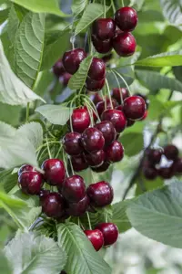 Prunus avium 'Regina' - patio - 4 Ltr pot - image 3