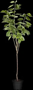 Prunus avium 'Schneid. Sp?te Knorpel.'