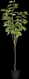 Prunus avium 'Schneid. Sp?te Knorpel.' - STD 8-10 CM CONT - image 4
