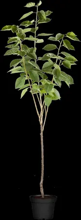 Prunus avium 'Schneid. Sp?te Knorpel.' - STDS 12-14 CM CONT - image 1