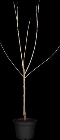 Prunus avium 'Schneid. Sp?te Knorpel.' - 1/2 STDS BR - image 2