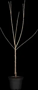 Prunus avium 'Schneid. Sp?te Knorpel.' - 1/2 STDS BR - image 3