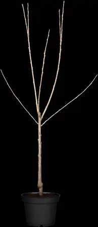 Prunus avium 'Schneid. Sp?te Knorpel.' - STDS 12-14 CM CONT - image 3
