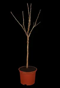 Prunus avium 'Stella' - STDS 12-14 CM RB