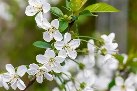 Prunus avium 'Stella' - 2 YR BUSH - image 2