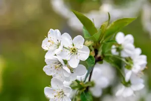 Prunus avium 'Stella'