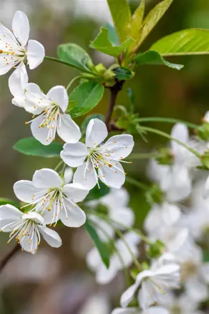 Prunus avium 'Stella' - patio - 4 Ltr pot - image 3