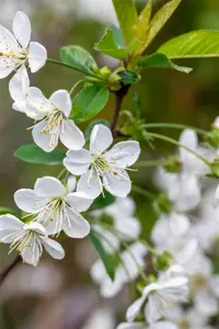 Prunus avium 'Stella' - patio - 4 Ltr pot - image 3