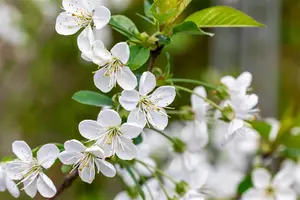 Prunus avium 'Stella' - patio - 5 Ltr pot - image 2