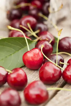 Prunus avium 'Summit' - C5 - BUSH