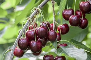 Prunus avium 'Sunburst'